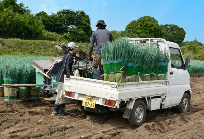 ネギを収穫する様子