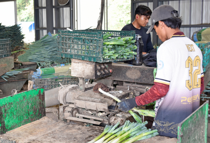 機械でネギを切る様子