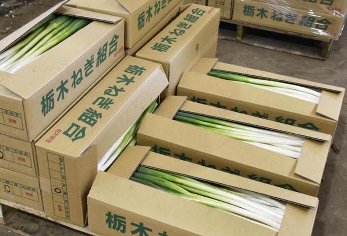 段ボールにつまったネギ